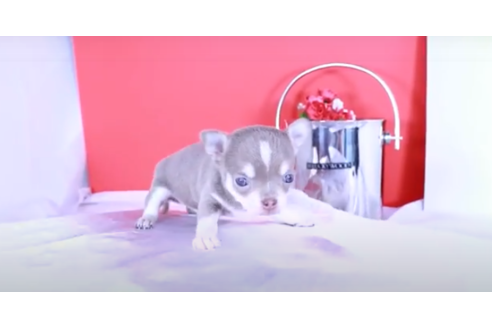 成約済の愛知県のチワワ(スムースコート)-127284の4枚目